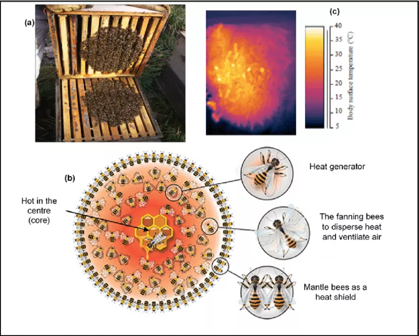 Thermal Study of a Beehive via Research Gate